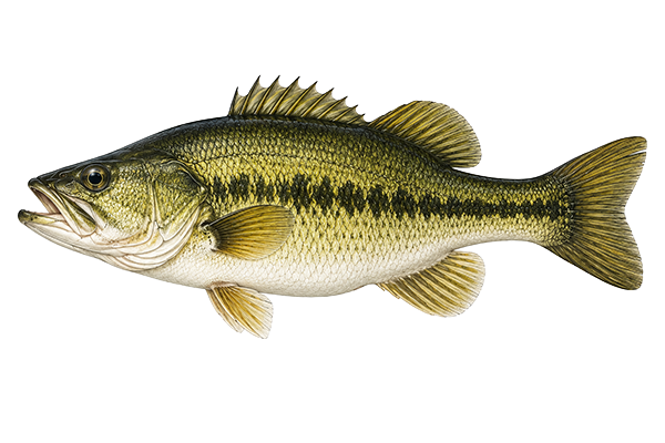 bass