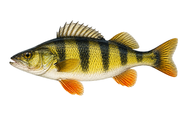perch