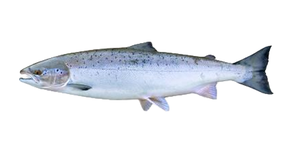 salmon